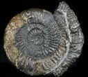 Sliced Ammonite (Speetoniceras) With Druzy Pyrite #34580-2